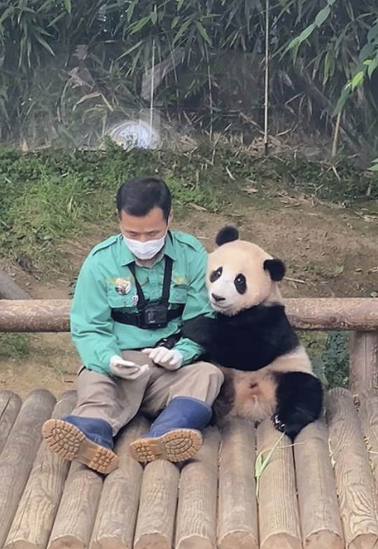 약 2200만회 조회수를 기록한 ‘판다 할배와 푸바오 팔짱 데이트’ 유튜브 캡처 이미지. [사진 = 에버랜드]