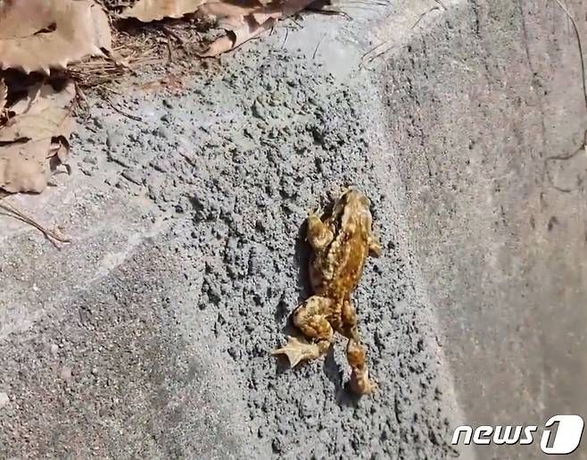 배수로에 시멘트를 거칠게 살포해 만든 생태통로를 개구리가 오르고 있다. (예산군 제공)/뉴스1