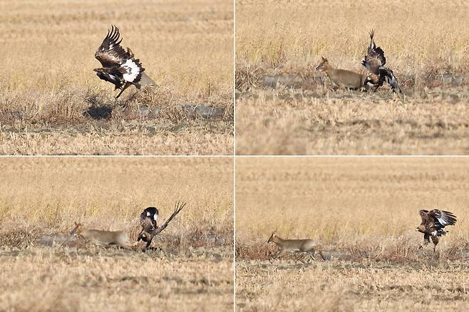 고라니가 검독수리의 공격을 받고 급하게 도망친다. 2017년 촬영