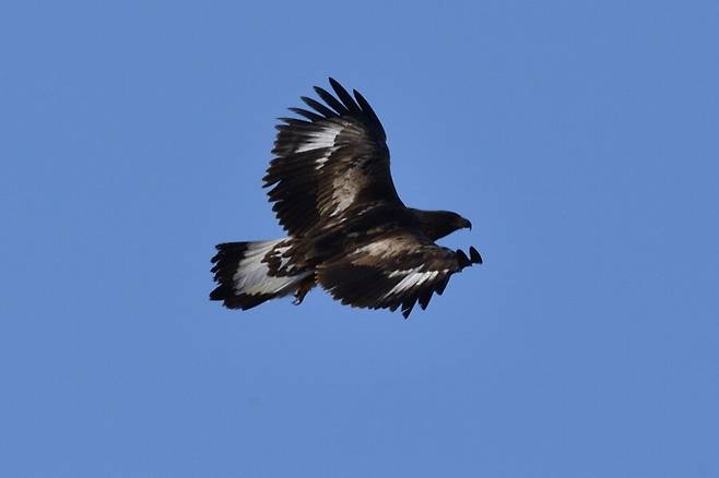 검독수리는 약간 위로 향한 V자형으로 유지하기도 한다. 2017년 촬영