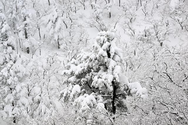 설악산 권금성 정상에서 본 소나무는 온통 눈으로 뒤덮여 근방이라도 가지가 부러질 것같이 위태롭게 보인다.