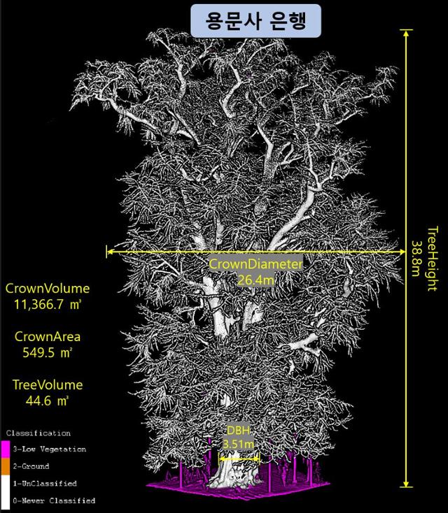 라이다 기숧로 검사한 용문사 은행나무 모습. 국립산림과학원 제공