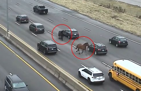 지난 2일(현지시간) 미국 클리브랜드의 한 고속도로에서 경찰 기마대에서 탈출한 말 2마가 고속도로를 역방향으로 질주하고 있다. 사진=뉴시스