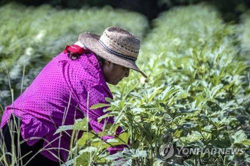 미국의 농장에서 일하는 멕시코 출신 이민자 [EPA=연합뉴스 자료사진]