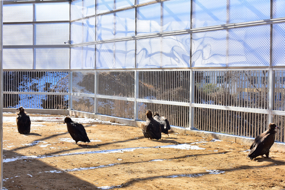 충남야생동물구조센터서 보호 중인 독수리. 〈사진=세종시〉