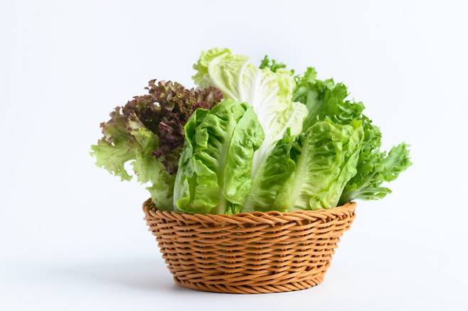 상추 류 채소는 다른 잎채소에 비해 대장균에 더 취약한 것으로 나타났다. [사진=게티이미지뱅크]