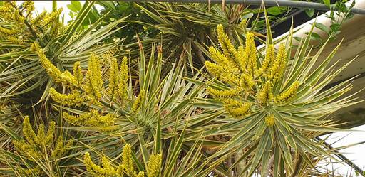 개화한 드라세나 트리컬러 레인보우. 양주시 농업기술센터 제공