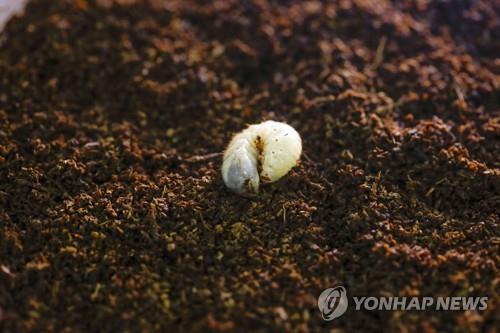 농가에서 사육하는 흰점박이꽃무지 유충  [기사 내용과 직접 관련 없음, 연합뉴스 자료사진]