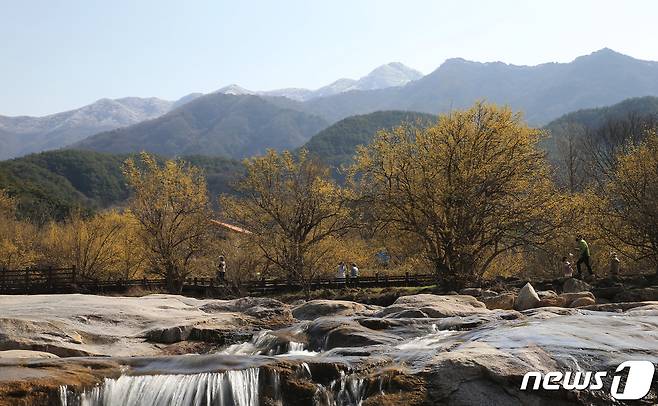 산수유꽃이 활짝핀 구례 산동면 반곡마을(구례군 제공)2024.3.6/