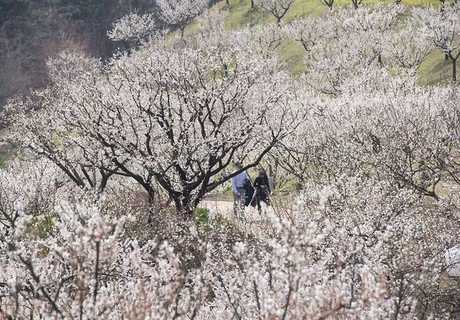 에버랜드 '하늘정원길' 모습 / [사진제공=에버랜드]