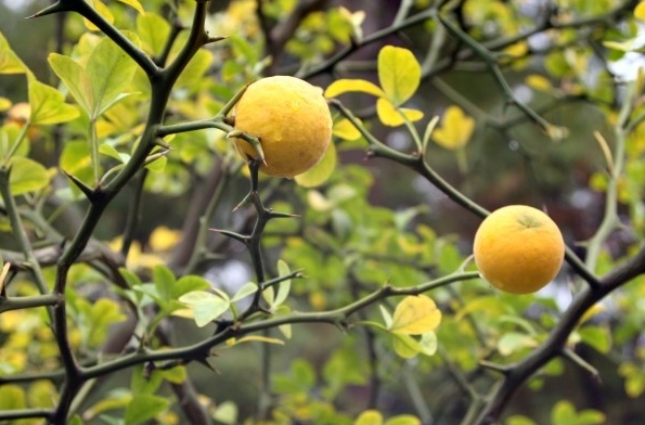 만다린 재배 품종과 감귤녹화병에 저항성이 큰 탱자와 사이에서 육종으로 얻은 잡종 품종인 선드래곤(사진)은 특이하게도 오렌지와 비슷한 향기를 지니고 있다. 최근 오렌지 대안으로 선드래곤을 심는 농가가 늘고 있다. Georgia Grown Citrus 제공