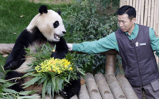 푸바오가 3일 경기 용인시 에버랜드 판다월드에서 강철원 사육사에게 유채꽃을 선물받고 있다. 공동취재사진