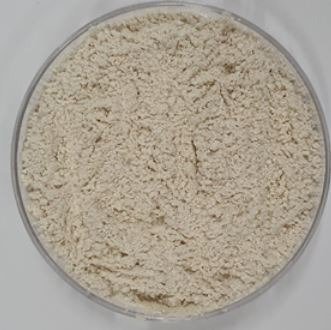 아스퍼질러스 튜빙엔시스(Aspergillus tubingensis)./사진=국립낙동강생물자원관 제공