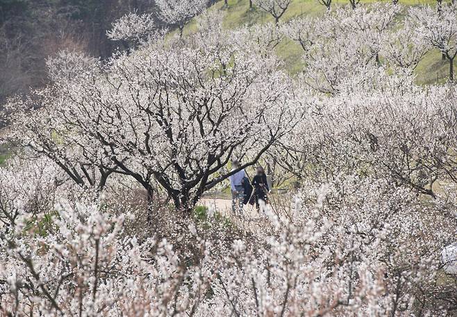 에버랜드 '하늘정원길'. 삼성물산 제공