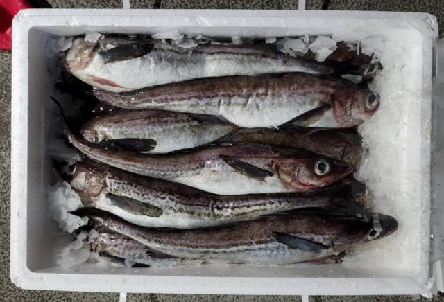 ▲ 러시아산 냉장명태(생태)가 3월 1일부터 강원 동해항에 매주 7t이상씩 반입, 동해·강릉을 비롯해 수도권 등 전국에 본격 유통되면서 일본에만 의존해 오던 생태·가리비 등 신선·활수산물의 공급을 대체하기 시작했다. 생태 모습. 사진 제공=북방물류산업진흥원