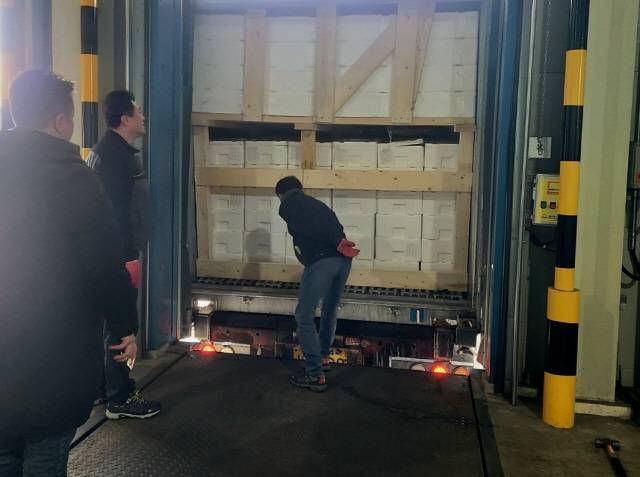 ▲ 러시아산 냉장명태(생태)가 3월 1일부터 강원 동해항에 매주 7t이상씩 반입, 동해·강릉을 비롯해 수도권 등 전국에 본격 유통되면서 일본에만 의존해 오던 생태·가리비 등 신선·활수산물의 공급을 대체하기 시작했다. 동해시 북평산업단지 내 콜드체인에서 생태 검역 모습. 사진 제공=북방물류산업진흥원