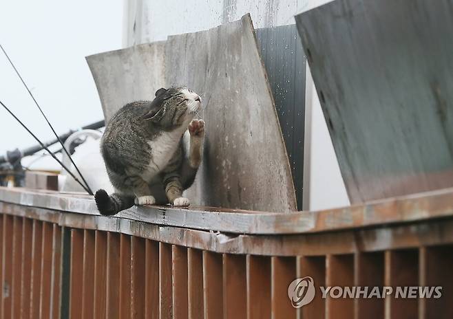 지난해 3월 1일 마라도에서 고양이 구조 작업이 진행될 당시 민가에서 발견된 고양이.[연합뉴스]