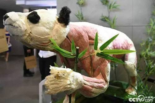 중국 쓰촨성 생명의 신비 박물관에 전시된 자이언트 판다 박제. 근육 부분이 전시되어 있다.  CCTV 닷컴 캡처