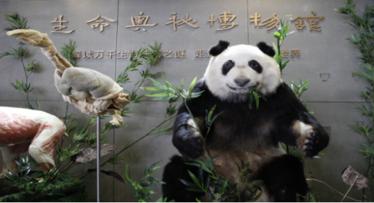 중국 쓰촨성에 위치한 생명의 신비 박물관 내부. 판다의 가죽이 전시돼 있다. SNS 캡처
