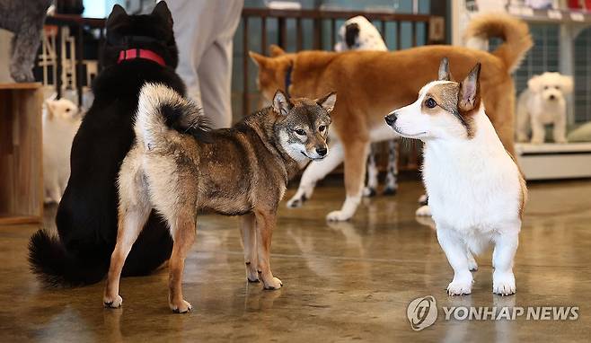 설 연휴 취약층 위한 '우리동네 펫 위탁소' (서울=연합뉴스) 김인철 기자 = 12일 '우리동네 펫 위탁소'로 지정된 서울 성북구 행복하개 키울고양에서 설날 명절 연휴 동안 맡겨진 반려견들이 즐거운 시간을 보내고 있다.
    성북구의 펫 위탁소는 기초생활수급자 등 취약계층이 연휴 기간 반려동물 보호가 어려운 경우 최대 5일까지 무료로 보호하는 서비스다. 2024.2.12 yatoya@yna.co.kr