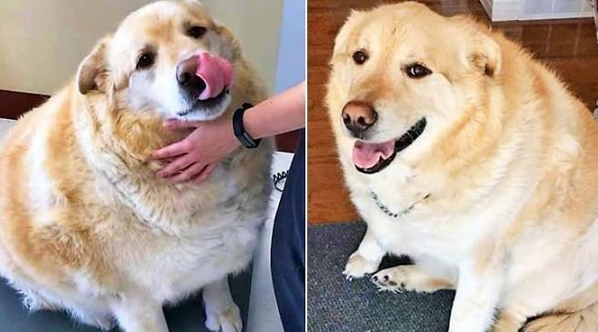 개의 먹이가 풍족한 오늘날 리트리버의 비만 체질은 저주에 가깝다. 고도 비만으로 인해 안락사를 당하기도 한다. 과거 호주에서 안락사당할 뻔한 비만견 '카이'의 모습 [이미지출처=페이스북 캡처]