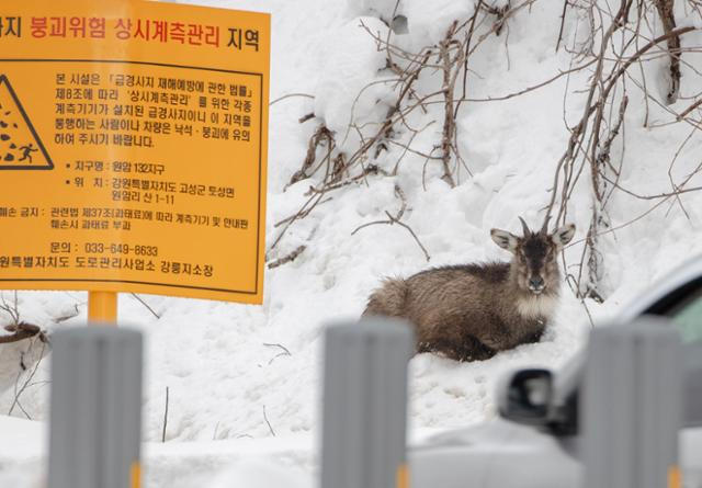 미시령 도로 옆 위태롭게 앉아 있는 산양. 도로 관리자가 로드킬을 우려해 쫓아내자 한참을 앉아 있던 산양은 그제야 자리를 떴다. 국립공원을 지키는 시민의 모임 제공