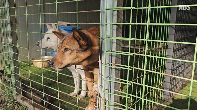 제주시 아라동에 있는 한 유기견 보호소