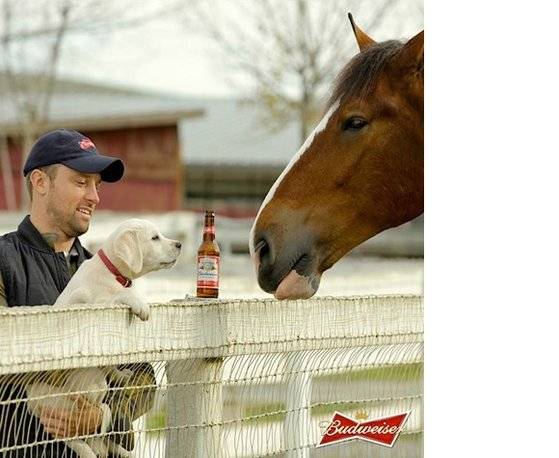 맥주 배달 마차를 끌던 말과 강아지의 우정을 담은 2014년 버드와이저 광고. [사진 버드와이저]