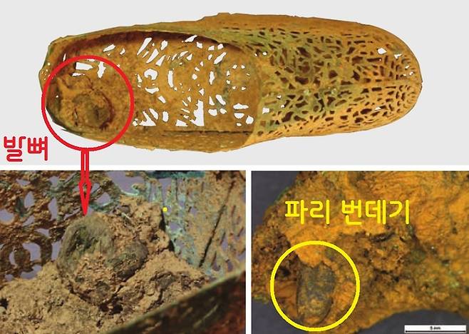 정촌고분 출토 금동신발에서는 주인공의 발뼈와 함께 다량의 파리번데기 껍질이 확인됐다.|국립나주문화재연구소 제공