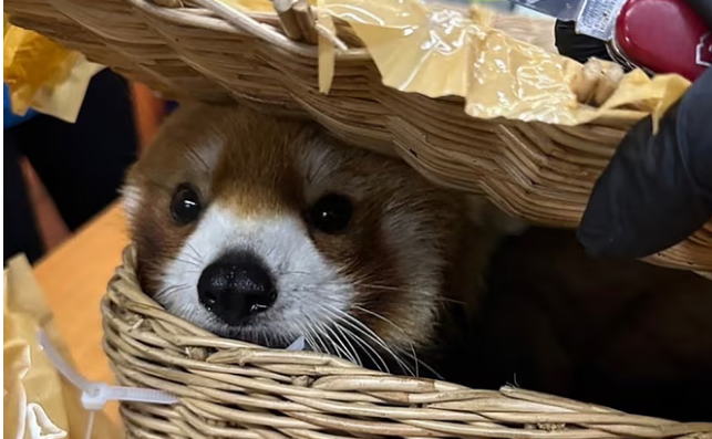 태국 관세청이 공항 수화물에서 구출한 너구리판다(RED PANDA). <태국 관세청>