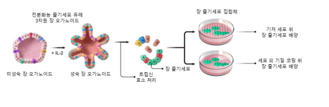 3차원 장 오가노이드 유래 2차원 장 줄기세포 농축 배양 기술 모식도.[한국생명공학연구원 제공]