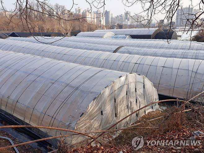 비닐하우스 [연합뉴스 자료사진] ※이해를 돕기 위한 사진으로 아래 기사와 아무런 관련이 없습니다.