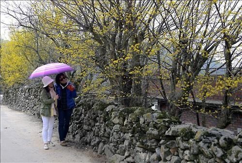 용궁마을 산수유꽃과 돌담길 [연합뉴스 자료사진]