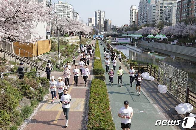 이달 31일 은평구 불광천변에서 벚꽃 마라톤대회가 열린다.(은평구청 제공)