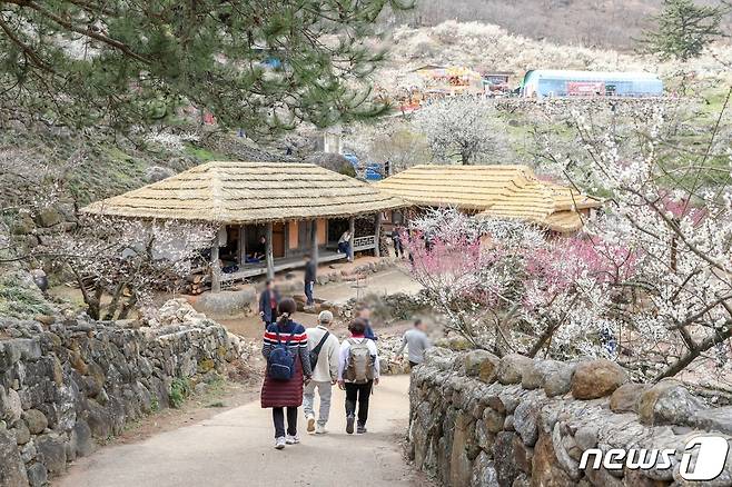 8일 오후 2시 섬진강변 매화마을 인근에서 광양매화축제가 열흘간의 대장정에 올랐다.(광양시 제공)2024.3.8/