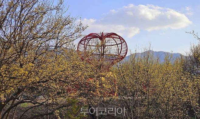 축제 앞두고 활짝핀 산수유꽃