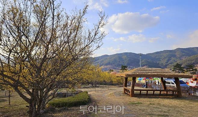 축제 앞두고 활짝핀 산수유꽃