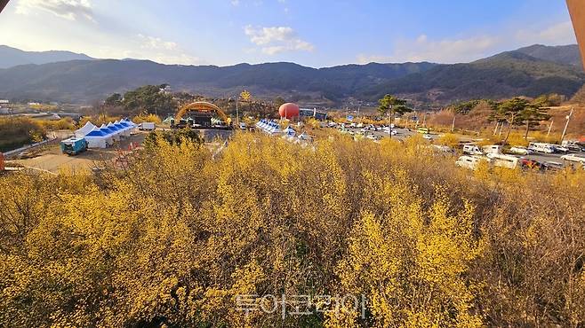 노랗게 물든 산수유축제장