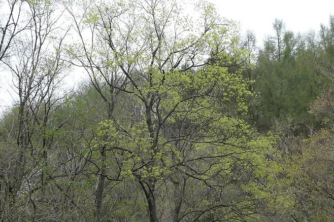 4월 중순 고로쇠나무 새순 돋는 모습. 허태임 제공