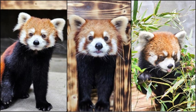 레서판다 삼총사 세이(왼쪽부터), 리안, 라비. 사진 갈무리. 서울대공원 제공