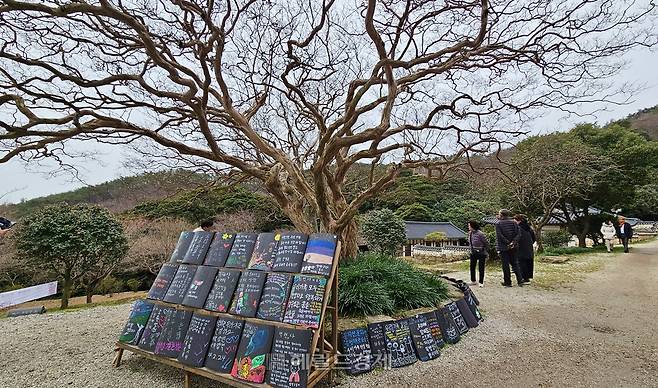 배련사 마당을 지키고 서 있는 배롱나무(백일홍 나무)