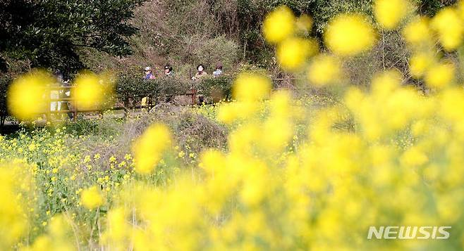 [서귀포=뉴시스] 우장호 기자 = 강한 바람이 불어 쌀쌀 날씨를 보이는 8일 오전 제주 도내 대표적인 봄꽃 명소인 서귀포시 색달동 엉덩물계곡을 찾은 상춘객들이 노란 유채꽃을 감상하고 있다. 2024.03.08. woo1223@newsis.com