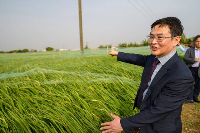 김황용 국장이 가나 현지 벼 우량종자 생산지를 둘러보고 있다. 농진청