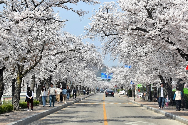 전북 정읍 벚꽃축제. 정읍시.