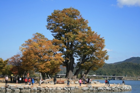 경기도 양평군 양수리 보호수(경기도 제공)