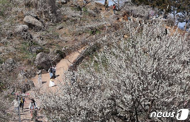 광양매화축제가 개막한 8일 전남 광양시 매화마을을 찾은 상춘객들이 봄 기운을 만끽하고 있다. 광양매화축제는 섬진강변과 청매실농원을 중심으로 오는 이날부터 17일까지 열린다. 2024.3.8/뉴스1 ⓒ News1 김진환 기자