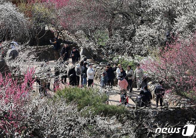 광양매화축제가 개막한 8일 전남 광양시 매화마을을 찾은 상춘객들이 봄 기운을 만끽하고 있다. 광양매화축제는 섬진강변과 청매실농원을 중심으로 오는 이날부터 17일까지 열린다. 2024.3.8/뉴스1 ⓒ News1 김진환 기자