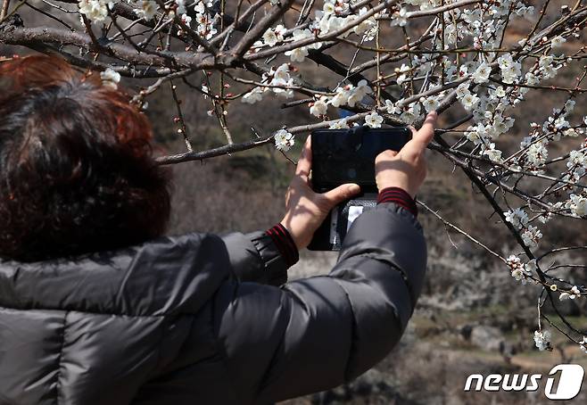 광양매화축제가 개막한 8일 전남 광양시 매화마을을 찾은 상춘객들이 봄 기운을 만끽하고 있다. 광양매화축제는 섬진강변과 청매실농원을 중심으로 오는 이날부터 17일까지 열린다. 2024.3.8/뉴스1 ⓒ News1 김진환 기자