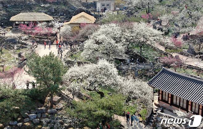 광양매화축제가 개막한 8일 전남 광양시 매화마을을 찾은 상춘객들이 봄 기운을 만끽하고 있다. 광양매화축제는 섬진강변과 청매실농원을 중심으로 오는 이날부터 17일까지 열린다. 2024.3.8/뉴스1 ⓒ News1 김진환 기자