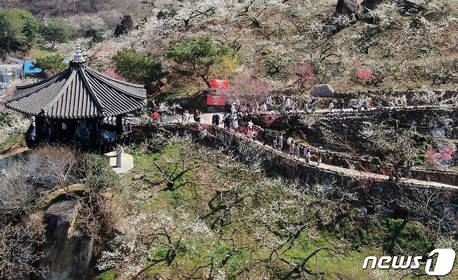 광양매화축제가 개막한 8일 전남 광양시 매화마을을 찾은 상춘객들이 봄 기운을 만끽하고 있다. 광양매화축제는 섬진강변과 청매실농원을 중심으로 오는 이날부터 17일까지 열린다. 2024.3.8/뉴스1 ⓒ News1 김진환 기자